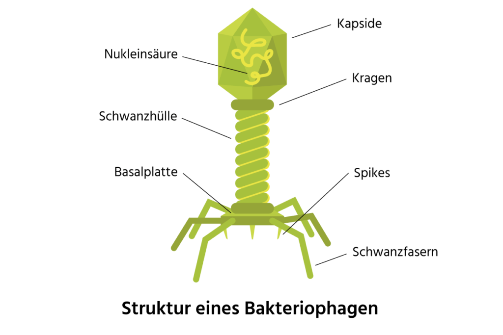 Come sono strutturati i fagi?