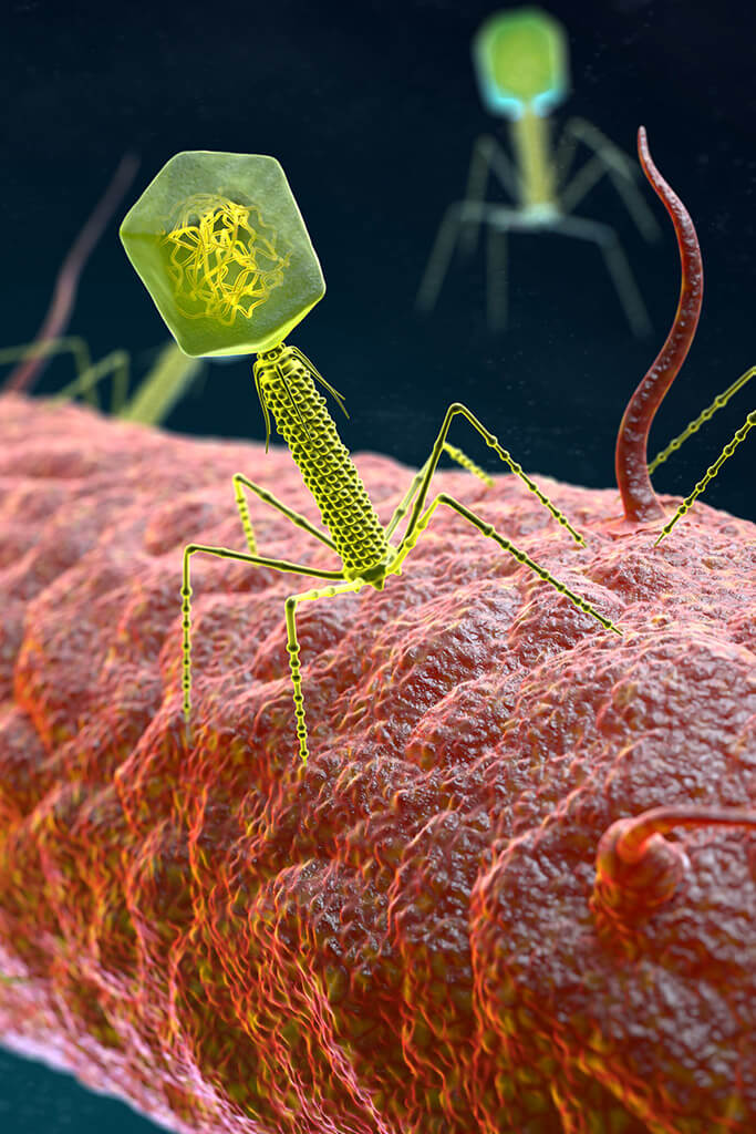 Conoscenza dei batteriofagi