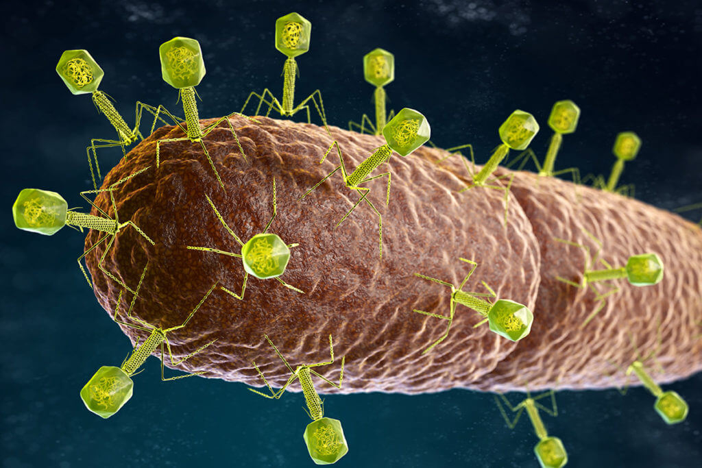 Quali batteriofagi sono differenziati?