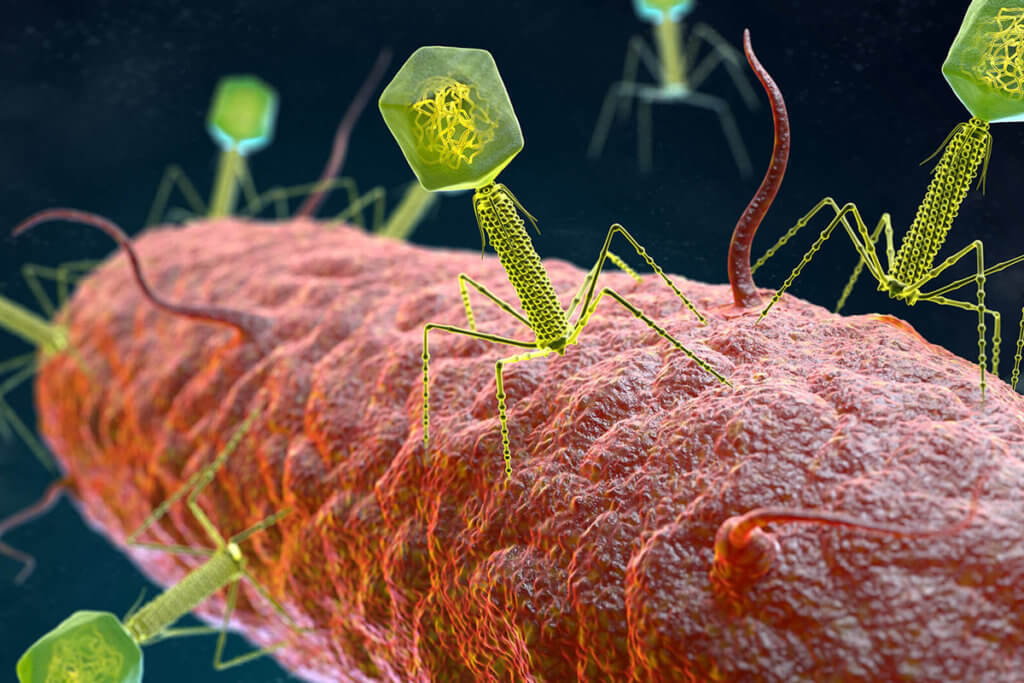 How do phages help against neurodermatitis?