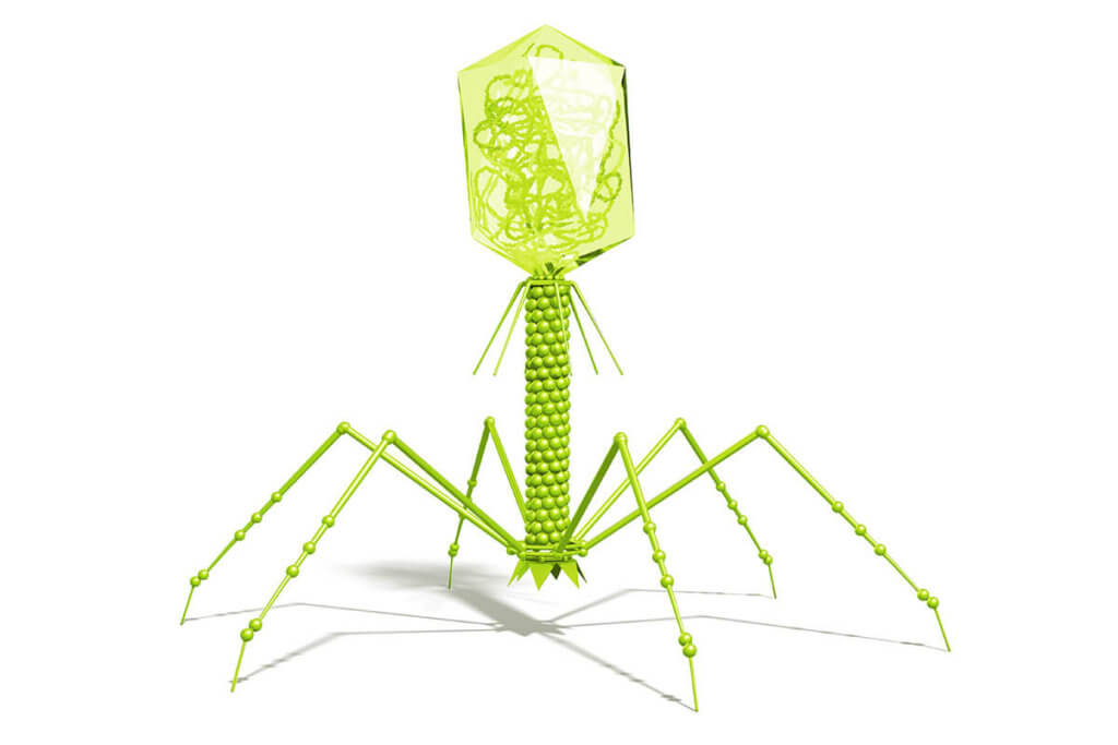 Which bacteriophages are used for atopic dermatitis?