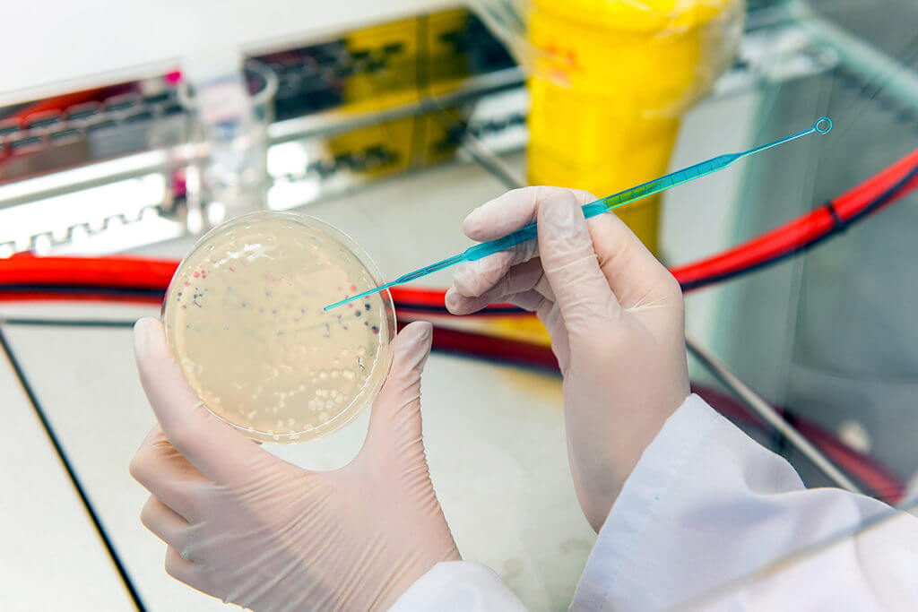 Come vengono prodotti i fagi?