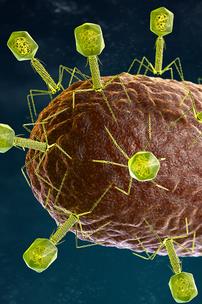 Terapia fagica: i virus come divoratori di batteri