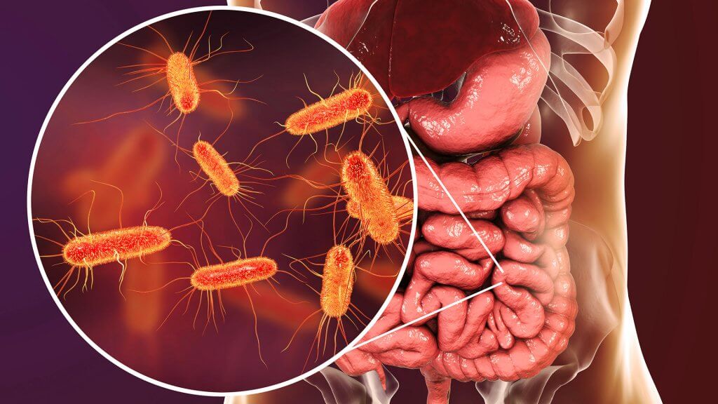 La plupart des bactéries vivent dans nos intestins.