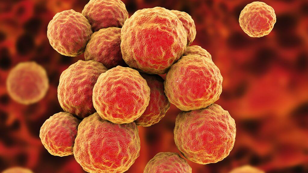 La plupart de notre peau est colonisée par des bactéries de type staphylocoque.