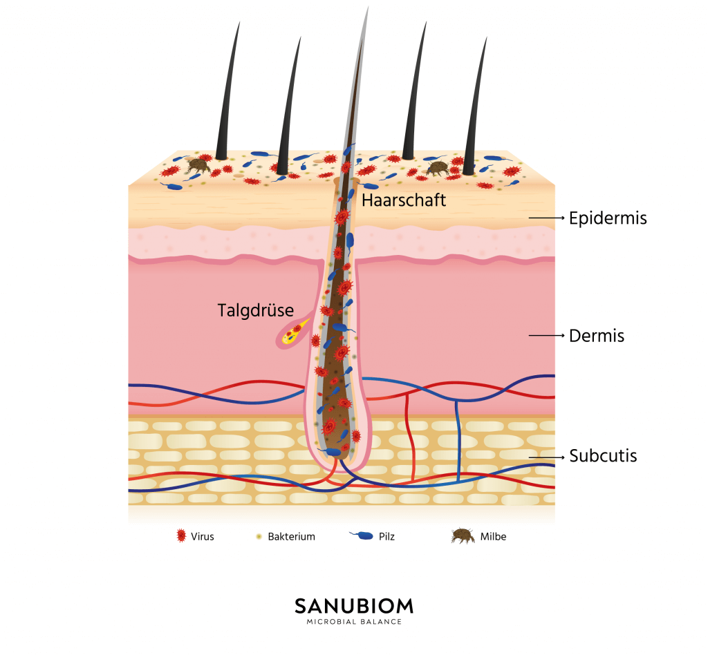 The microbiome of the skin flora - What is the role of the microbiome?