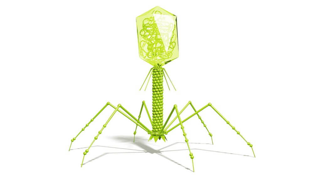 Bacteriophages as an alternative to Sanubiom